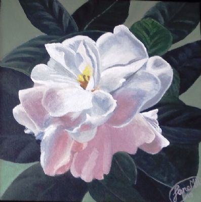 Hvid gardenia